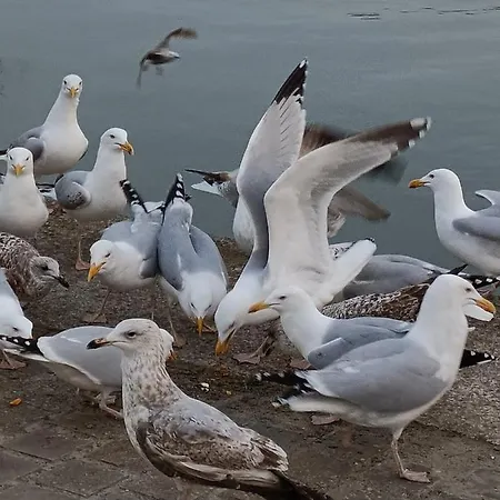 Dans Le Pré Hesdin L'abbé Hébergement de vacances